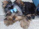 Jorkrsk terier, Yorkshire Terrier,
