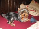 Jorkrsk terier, Yorkshire Terrier,