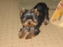 Jorkrsk terier, Yorkshire Terrier,
