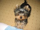 Jorkrsk terier, Yorkshire Terrier,