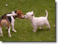 West Highland White Terrier