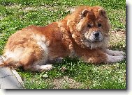 Chow Chow