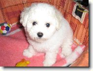 Bichon  poil fris, Bichon Frise
