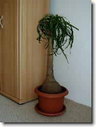 Beaucarnea recurvata