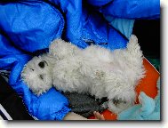Bichon  poil fris, Bichon Frise