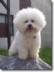 Bichon  poil fris, Bichon Frise