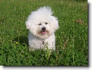 Bichon  poil fris, Bichon Frise