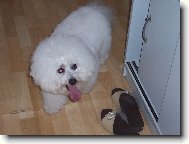 Bichon  poil fris, Bichon Frise