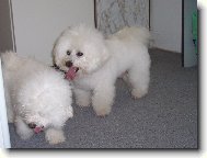Bichon  poil fris, Bichon Frise
