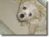 Maltese