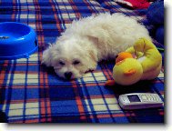 Bichon  poil fris, Bichon Frise
