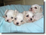 Maltese