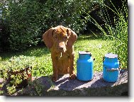 Rvidszr Magyar Vizsla, Hungarian Short-haired Pointing Dog