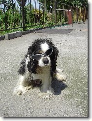 Cavalier King Charles Spaniel