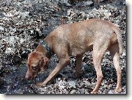 Rvidszr Magyar Vizsla, Hungarian Short-haired Pointing Dog
