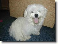 Maltese