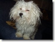 Maltese