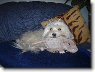 Maltese