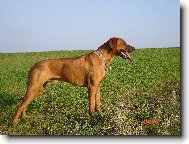 Rhodesian Ridgeback
