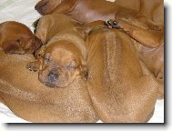 Rhodesian Ridgeback