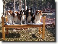 Cavalier King Charles Spaniel