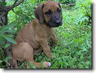 Rhodesian Ridgeback