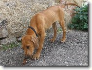 Rhodesian Ridgeback