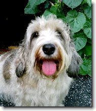Basseti \(Dog standard\)