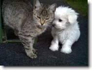 Bichon  poil fris, Bichon Frise