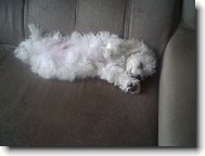 Bichon  poil fris, Bichon Frise