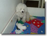 Bichon  poil fris, Bichon Frise