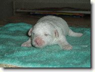 Bichon  poil fris, Bichon Frise