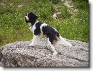 Cavalier King Charles Spaniel