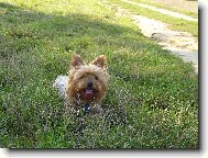 Jorkrsk terier, Yorkshire Terrier,
