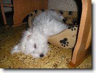 Bichon  poil fris, Bichon Frise