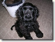 American Cocker Spaniel