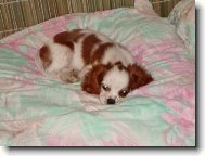 Cavalier King Charles Spaniel