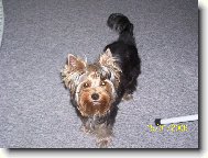 Jorkrsk terier, Yorkshire Terrier,