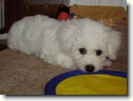 Bichon  poil fris, Bichon Frise