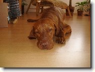 Rvidszr Magyar Vizsla, Hungarian Short-haired Pointing Dog