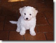 Bichon  poil fris, Bichon Frise