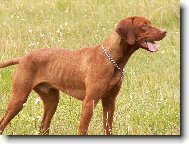 Rvidszr Magyar Vizsla, Hungarian Short-haired Pointing Dog