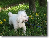 Bichon  poil fris, Bichon Frise