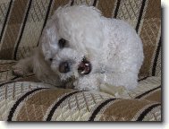 Bichon  poil fris, Bichon Frise