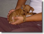 Zwergpinscher
