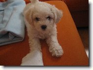Bichon  poil fris, Bichon Frise