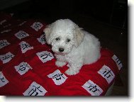 Bichon  poil fris, Bichon Frise