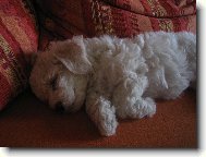 Bichon  poil fris, Bichon Frise