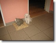 Bichon  poil fris, Bichon Frise