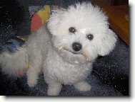 Bichon  poil fris, Bichon Frise